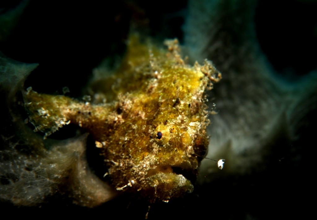 frogfish_p1