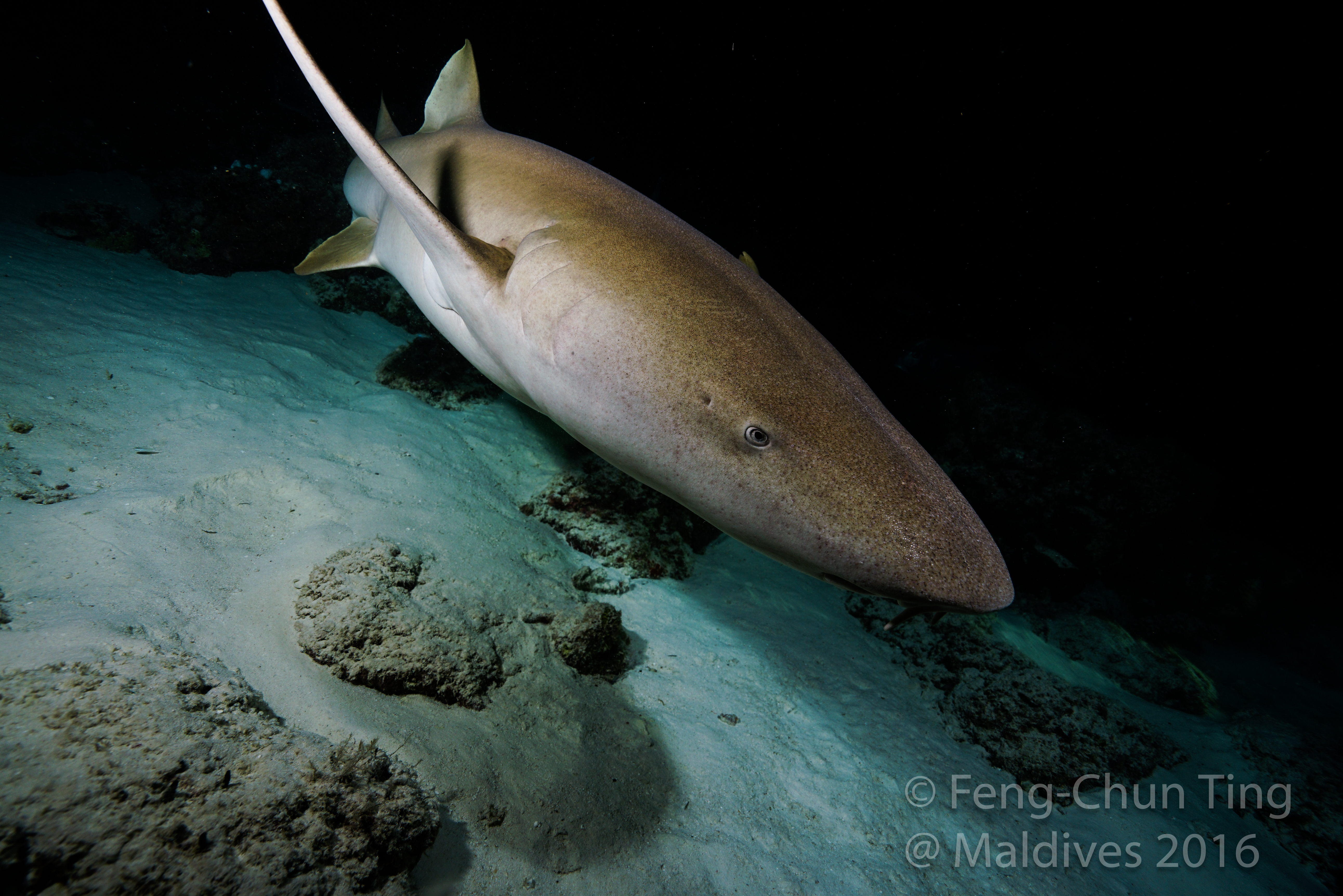 alimata_nurseshark