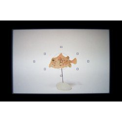 INON 45° Viewfinder II (for Anthis Nexus, Marelux, Nauticam, Sea&Sea) INON 45° Viewfinder II (for Anthis Nexus, Marelux, Nauticam, Sea&Sea)