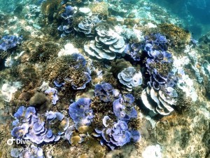 INON UWL-95 C24 記錄墾丁出水口珊瑚白化