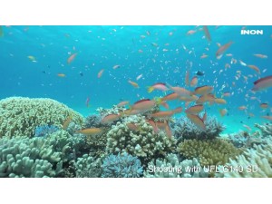INON UFL-G140 SD 水用半魚眼(Semi-fisheye)鏡頭 for GoPro 水中視角實測影片 INON UFL-G140 SD 水用半魚眼(Semi-fisheye)鏡頭 for GoPro 水中視角實測影片
