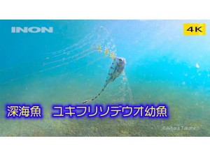 INON GoPro HERO9 搭配 UFL-G140 SD 水用半魚眼(Semi-fisheye)鏡頭 水中實拍影片 INON GoPro HERO9 搭配 UFL-G140 SD 水用半魚眼(Semi-fisheye)鏡頭 水中實拍影片
