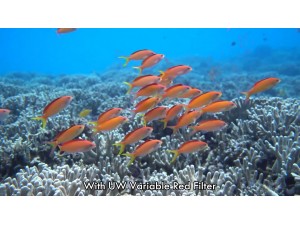 INON 可變紅色濾鏡 M67 水中實拍比較 INON 可變紅色濾鏡 M67 水中實拍比較