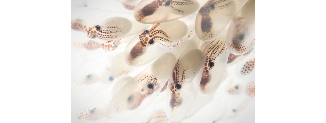 恭喜豐英印尼店長Jevin照片Mimic Octopus Eggs登上日本國家地理
