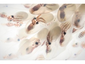 恭喜豐英印尼店長Jevin照片Mimic Octopus Eggs登上日本國家地理