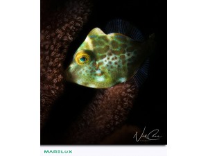 Marelux SOFT 閃燈光束實際拍攝 by Nick Nick at 海夏Hishot潛水旅宿. Marelux SOFT 閃燈光束實際拍攝 by Nick Nick at 海夏Hishot潛水旅宿.