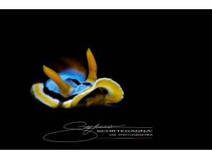 Marelux SOFT( Smart Optical Flash Tube) 閃燈光束,讓您從此告別盲拍的日子。 Marelux SOFT( Smart Optical Flash Tube) 閃燈光束,讓您從此告別盲拍的日子。