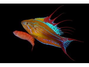 Marelux R5 安裝UWtech TTL 訊號轉換器搭配2x Z-330閃燈 光圈32